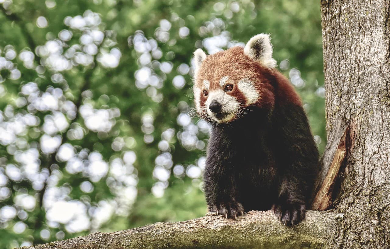 Zoo in Poland – Attractions That Both Children and Adults Will Love