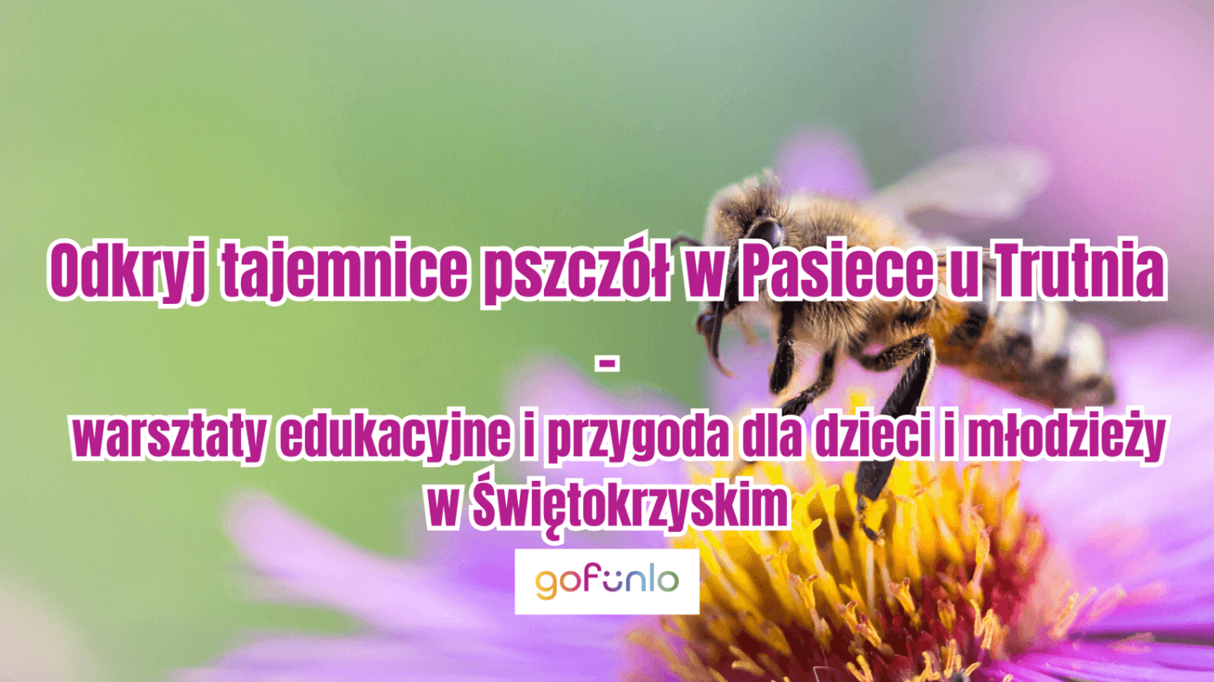 Discover the Secrets of Bees at the Drone’s Apiary – Educational Workshops and Adventures for Children and Youth in Świętokrzyskie