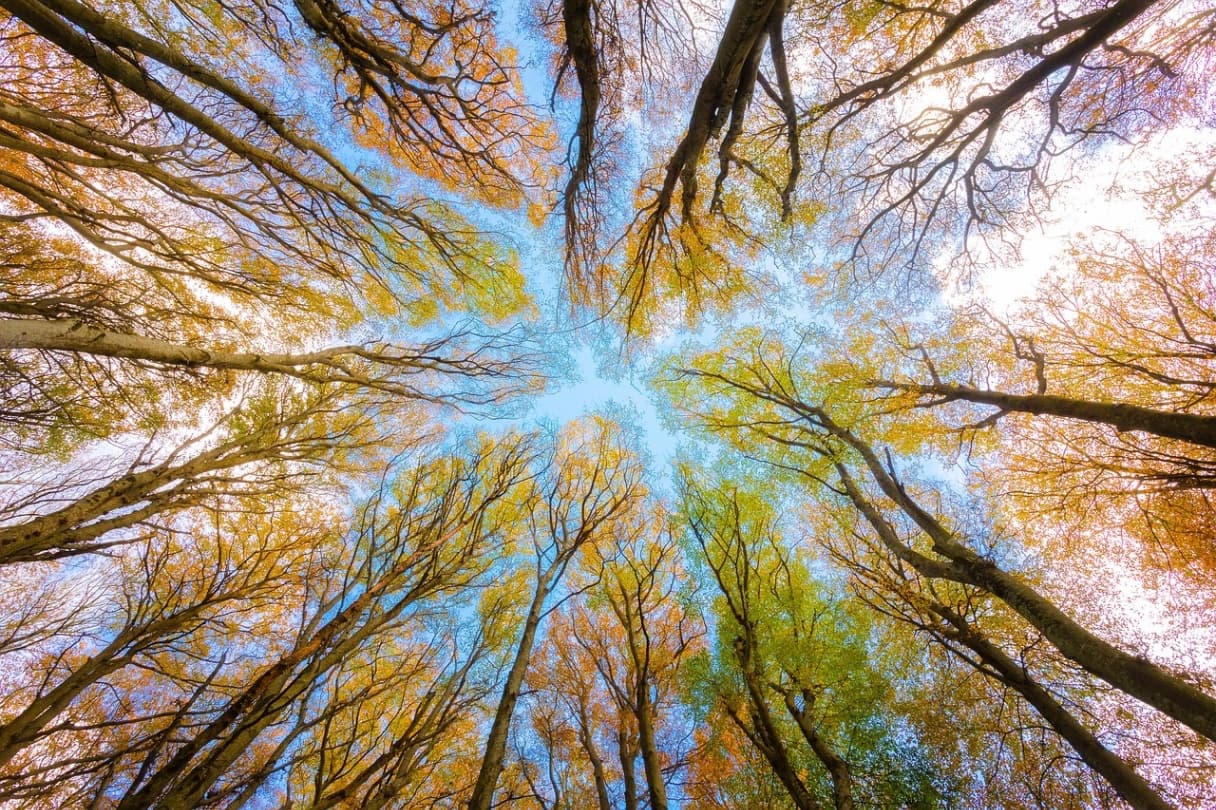 What to do if you get lost in the forest?